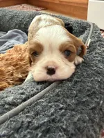 Jaden, a male Cavalier King Charles Spaniel for sale in Orange, CA – 3 of 5