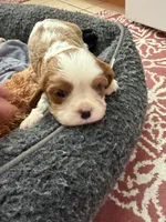 Jaden, a male Cavalier King Charles Spaniel for sale in Orange, CA – 2 of 5