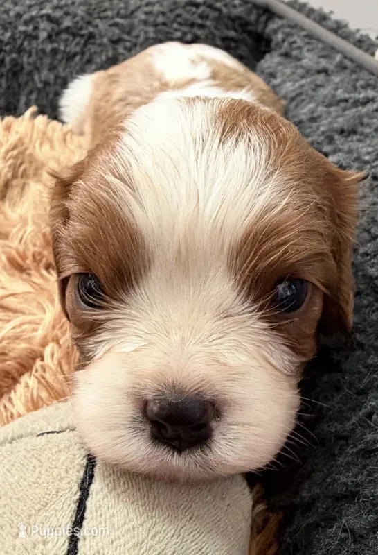 Brielle, a female Cavalier King Charles Spaniel for sale in Orange, CA – 1 of 3