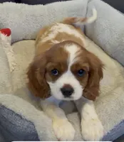 MacKenzie, a female Cavalier King Charles Spaniel for sale in Orange, CA – 3 of 7