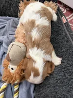 Jaden, a male Cavalier King Charles Spaniel for sale in Orange, CA – 5 of 5