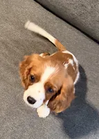 PICKLES AKC NO PAPERS, a female Cavalier King Charles Spaniel for sale in Orange, CA – 3 of 6