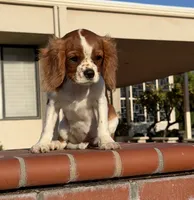Brielle AKC PAPERS, a female Cavalier King Charles Spaniel for sale in Orange, CA – 4 of 5