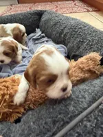 Jaden, a male Cavalier King Charles Spaniel for sale in Orange, CA – 1 of 5