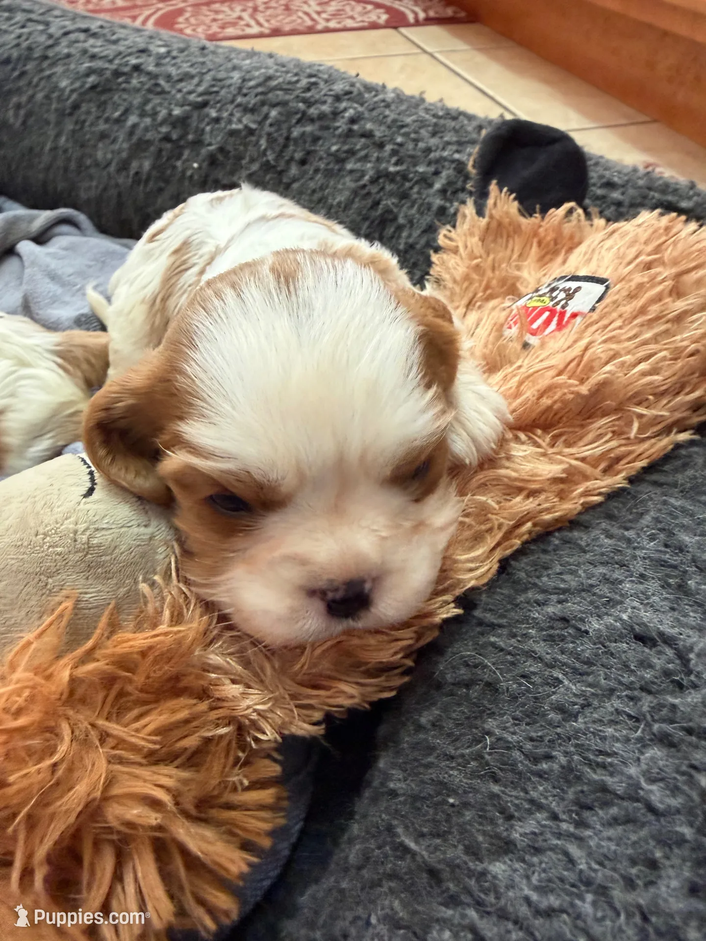Harrison, a male Cavalier King Charles Spaniel for sale in Orange, CA – 1 of 2