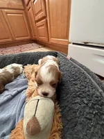 Brielle, a female Cavalier King Charles Spaniel for sale in Orange, CA – 2 of 3