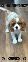 MacKenzie, a female Cavalier King Charles Spaniel for sale in Orange, CA – 7 of 7