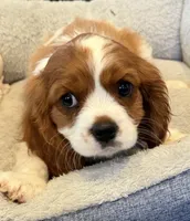 MacKenzie, a female Cavalier King Charles Spaniel for sale in Orange, CA – 2 of 7