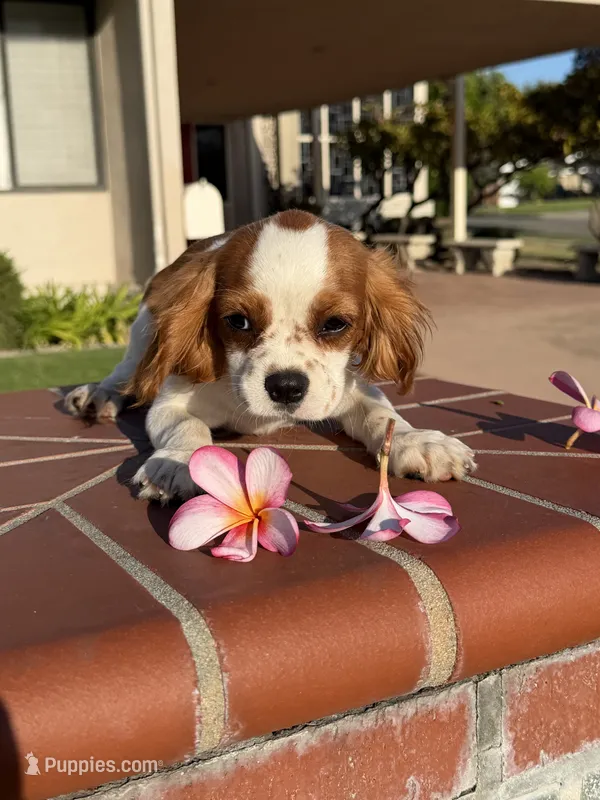 Leia AKC – Cavalier King Charles Spaniel puppy for sale in Orange, CA