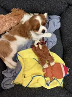 MacKenzie, a female Cavalier King Charles Spaniel for sale in Orange, CA – 4 of 7
