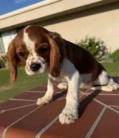 Brielle AKC PAPERS, a female Cavalier King Charles Spaniel for sale in Orange, CA – 2 of 5