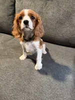 PICKLES AKC NO PAPERS, a female Cavalier King Charles Spaniel for sale in Orange, CA – 5 of 6