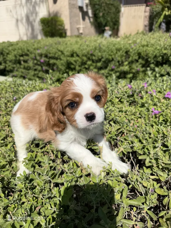 Jaden – Cavalier King Charles Spaniel puppy for sale in Orange, CA