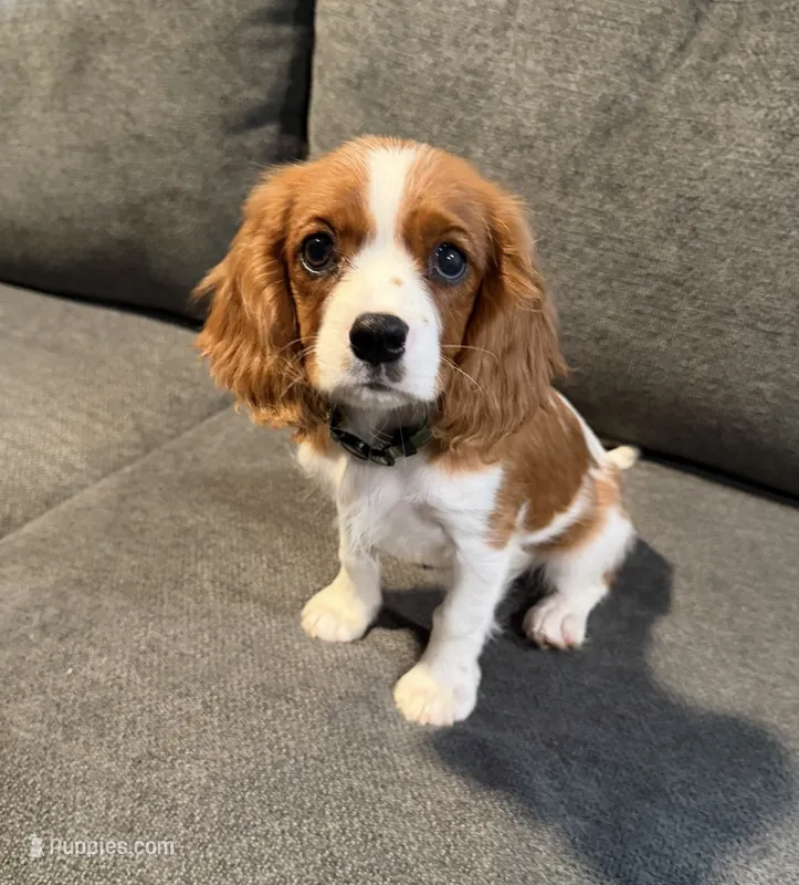 PICKLES AKC NO PAPERS – Cavalier King Charles Spaniel puppy for sale in Orange, CA