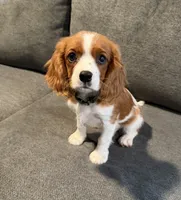 PICKLES AKC NO PAPERS, a female Cavalier King Charles Spaniel for sale in Orange, CA – 1 of 6