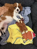 MacKenzie, a female Cavalier King Charles Spaniel for sale in Orange, CA – 5 of 7