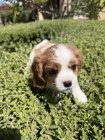 Jaden, a male Cavalier King Charles Spaniel for sale in Orange, CA – 2 of 3