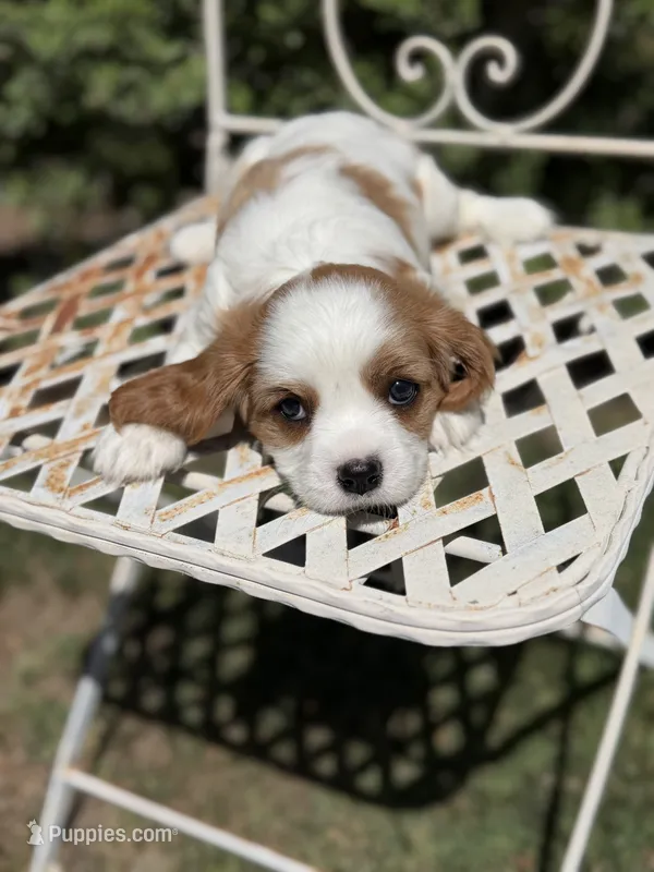 Brielle – Cavalier King Charles Spaniel puppy for sale in Orange, CA