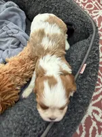 Jaden, a male Cavalier King Charles Spaniel for sale in Orange, CA – 4 of 5