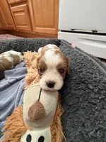 Brielle, a female Cavalier King Charles Spaniel for sale in Orange, CA – 3 of 3