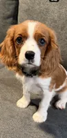 PICKLES AKC NO PAPERS, a female Cavalier King Charles Spaniel for sale in Orange, CA – 4 of 6