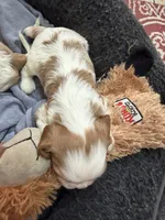 Harrison, a male Cavalier King Charles Spaniel for sale in Orange, CA – 2 of 2