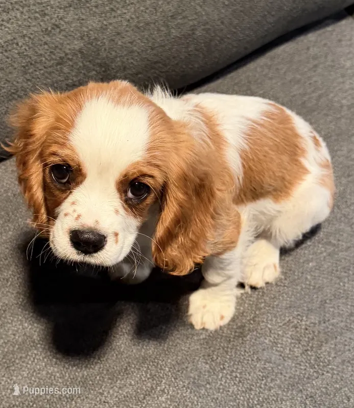 Brielle AKC PAPERS – Cavalier King Charles Spaniel puppy for sale in Orange, CA