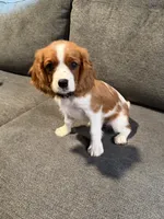 PICKLES AKC NO PAPERS, a female Cavalier King Charles Spaniel for sale in Orange, CA – 6 of 6