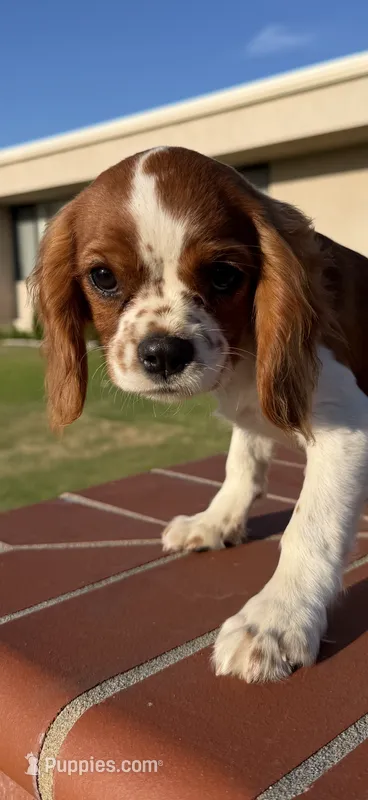 Brielle AKC PAPERS – Cavalier King Charles Spaniel puppy for sale in Orange, CA