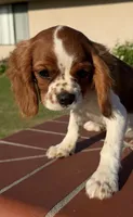 Brielle AKC PAPERS, a female Cavalier King Charles Spaniel for sale in Orange, CA – 3 of 5