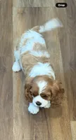 MacKenzie, a female Cavalier King Charles Spaniel for sale in Orange, CA – 6 of 7