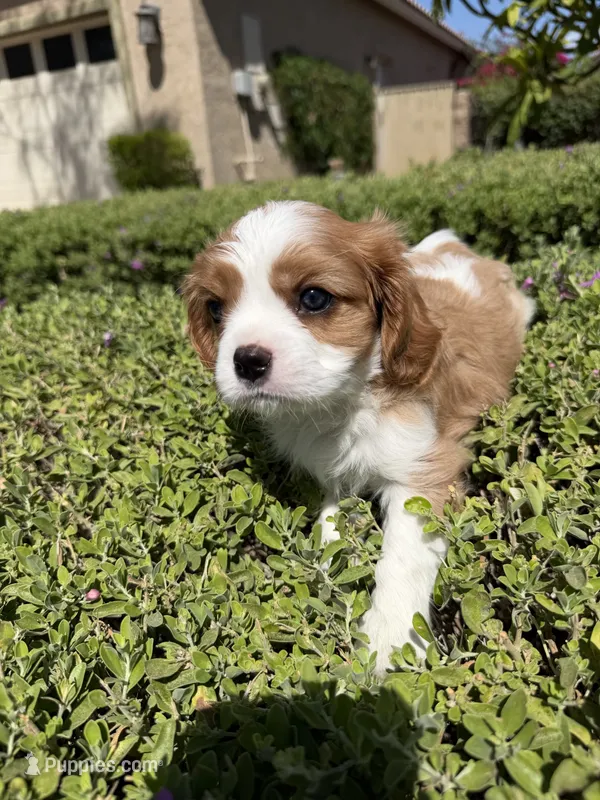 Harrison – Cavalier King Charles Spaniel puppy for sale in Orange, CA
