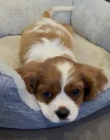 MacKenzie, a female Cavalier King Charles Spaniel for sale in Orange, CA – 1 of 7