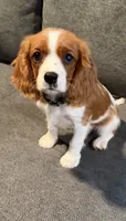 PICKLES AKC NO PAPERS, a female Cavalier King Charles Spaniel for sale in Orange, CA – 2 of 6