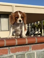 Brielle AKC PAPERS, a female Cavalier King Charles Spaniel for sale in Orange, CA – 5 of 5