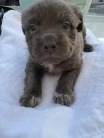 Fluffy (we call her fluffy because she’s very fluffy), a female French Bulldog and American Pit Bull Terrier for sale in Union City, NJ – 5 of 7