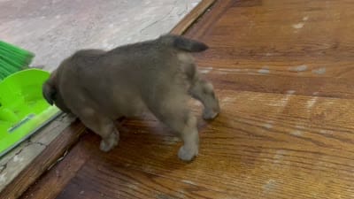 Skunk (we call her that cause of line down her back), a female French Bulldog and American Pit Bull Terrier for sale in Union City, NJ – 7 of 7