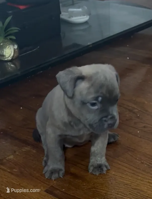 Hypa (we call her that because she energetic) – French Bulldog, American Pit Bull Terrier puppy for sale in Union City, NJ