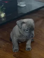 Hypa (we call her that because she energetic), a female French Bulldog and American Pit Bull Terrier for sale in Union City, NJ – 1 of 4