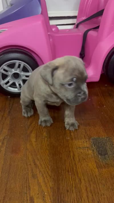 Hypa (we call her that because she energetic), a female French Bulldog and American Pit Bull Terrier for sale in Union City, NJ – 3 of 4