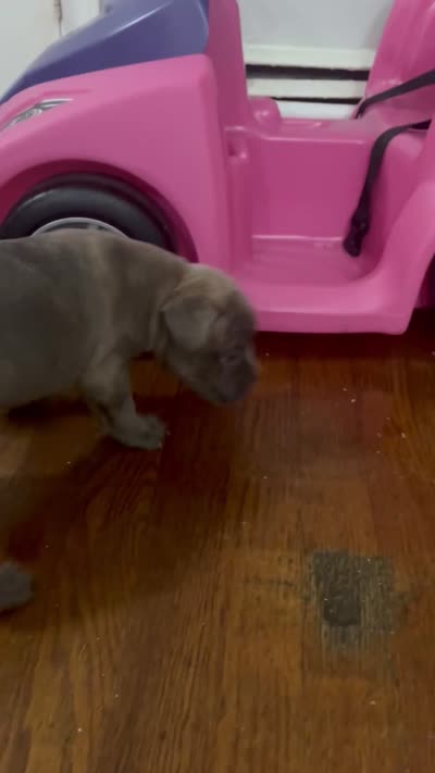Hypa (we call her that because she energetic), a female French Bulldog and American Pit Bull Terrier for sale in Union City, NJ – 4 of 4