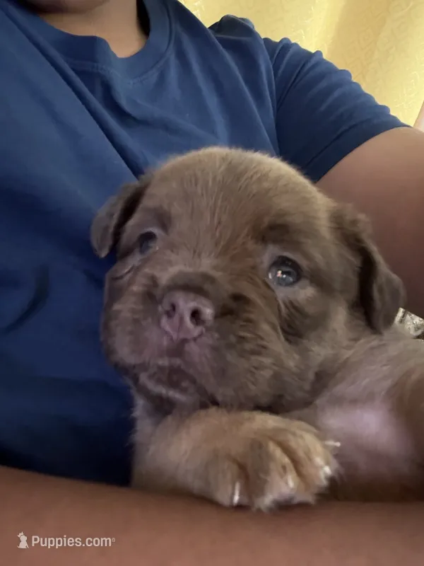 Skunk (we call her that cause of line down her back) – French Bulldog, American Pit Bull Terrier puppy for sale in Union City, NJ