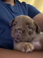Skunk (we call her that cause of line down her back), a female French Bulldog and American Pit Bull Terrier for sale in Union City, NJ – 1 of 7