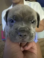 Hypa (we call her that because she energetic), a female French Bulldog and American Pit Bull Terrier for sale in Union City, NJ – 2 of 4