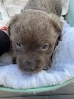 Fluffy (we call her fluffy because she’s very fluffy), a female French Bulldog and American Pit Bull Terrier for sale in Union City, NJ – 3 of 7