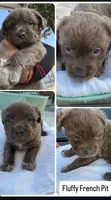 Fluffy (we call her fluffy because she’s very fluffy), a female French Bulldog and American Pit Bull Terrier for sale in Union City, NJ – 2 of 7