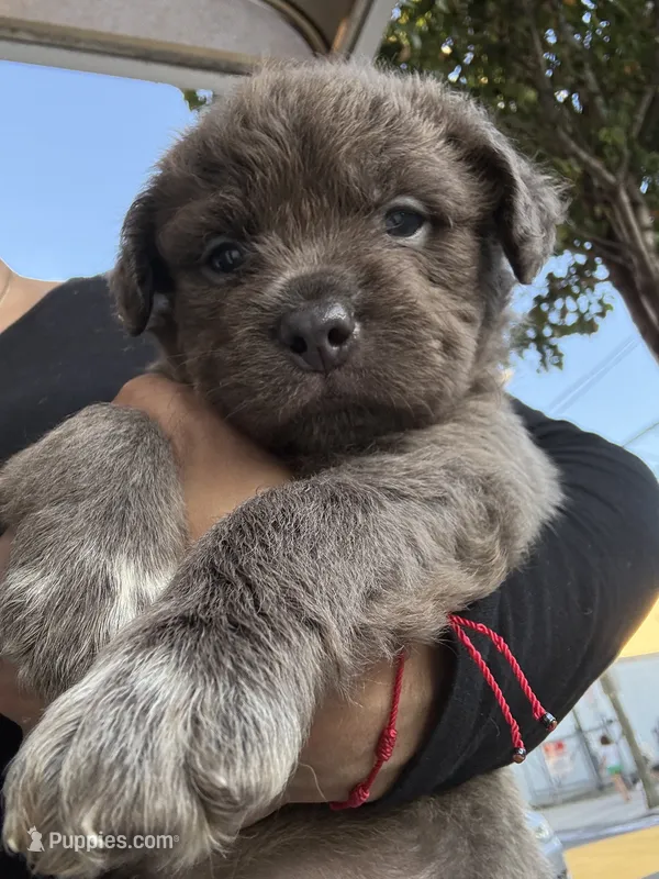 Fluffy (we call her fluffy because she’s very fluffy) – French Bulldog, American Pit Bull Terrier puppy for sale in Union City, NJ