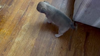 Skunk (we call her that cause of line down her back), a female French Bulldog and American Pit Bull Terrier for sale in Union City, NJ – 6 of 7