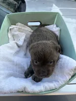 Fluffy (we call her fluffy because she’s very fluffy), a female French Bulldog and American Pit Bull Terrier for sale in Union City, NJ – 4 of 7
