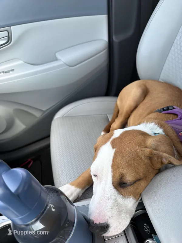 Bailey – German Shepherd Dog, American Pit Bull Terrier puppy for sale in Orange, VA